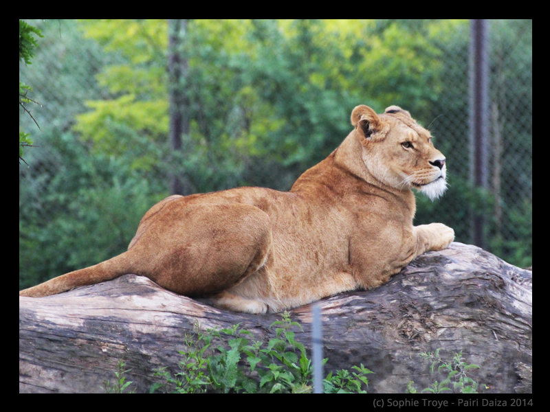 Photography Pairi Daiza 2014