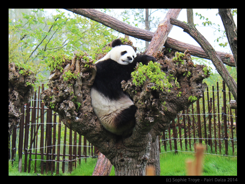 Photography Pairi Daiza 2014