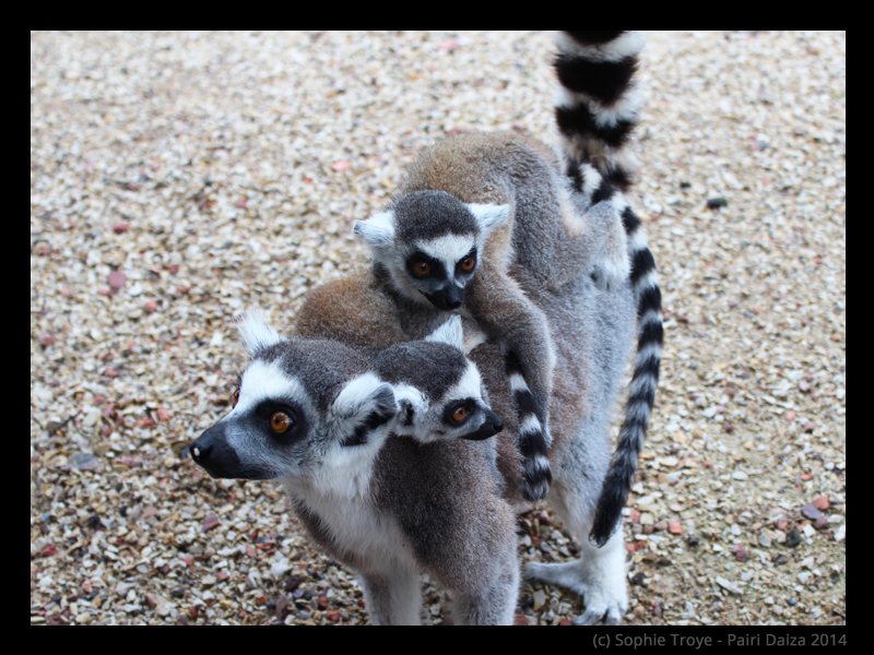 Photography Pairi Daiza 2014