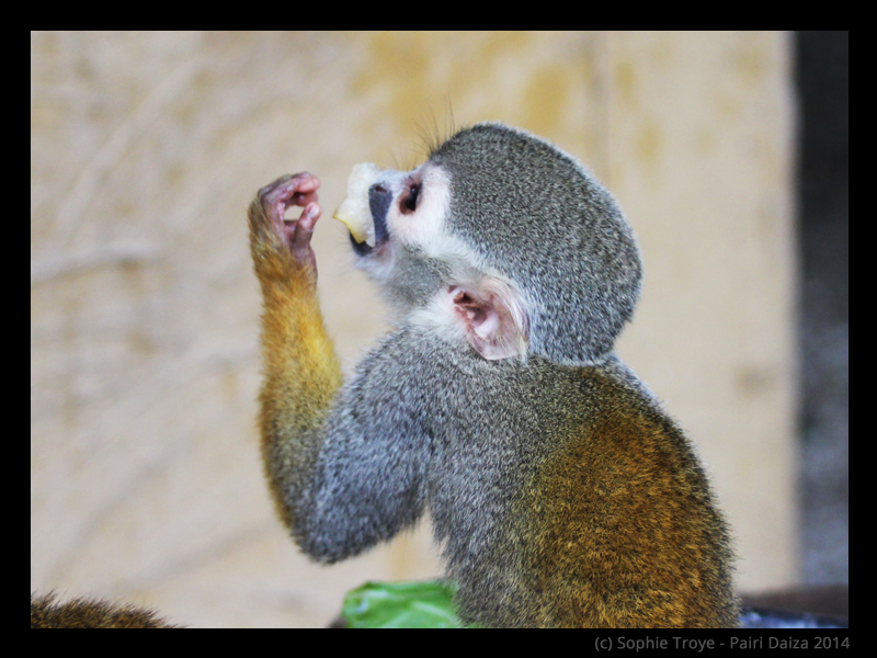 Photography Pairi Daiza 2014
